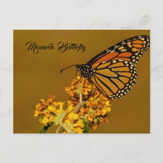 Briefkaarten van Monarch Butterfly (Voorkant)