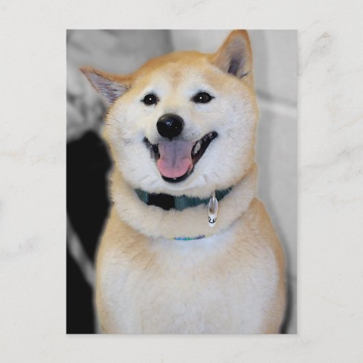 Briefkaarten van Oranje en wit Shiba Inu Hondenras (Voorkant)