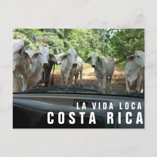 Briefkaarten van Paradise Vacation Foto Briefkaart (Voorkant)