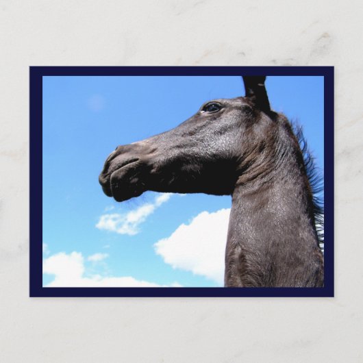 Briefkaarten van rondpaarden (Voorkant)