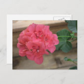 Briefkaarten van roze Geraniums (Voorkant / Achterkant)