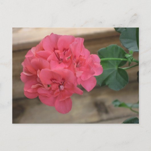 Briefkaarten van roze Geraniums (Voorkant)