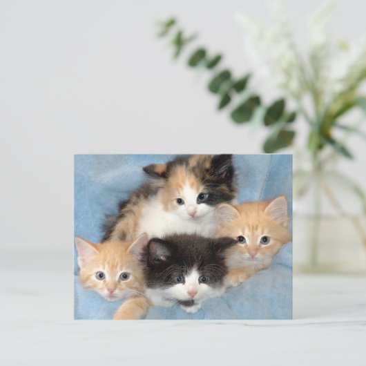 Briefkaarten van Sinaasappel, Calico en Black/Whit (Staand voorkant)