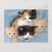 Briefkaarten van Sinaasappel, Calico en Black/Whit (Voorkant)