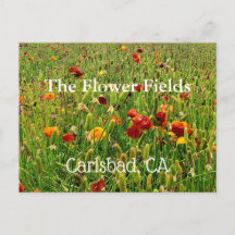 Briefkaarten van The Flower Fields in Carlsbad, Ca
