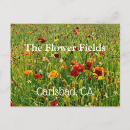 Briefkaarten van The Flower Fields in Carlsbad, Ca