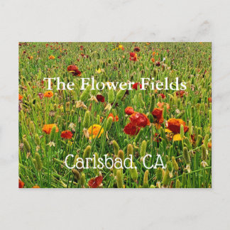Briefkaarten van The Flower Fields in Carlsbad, Ca