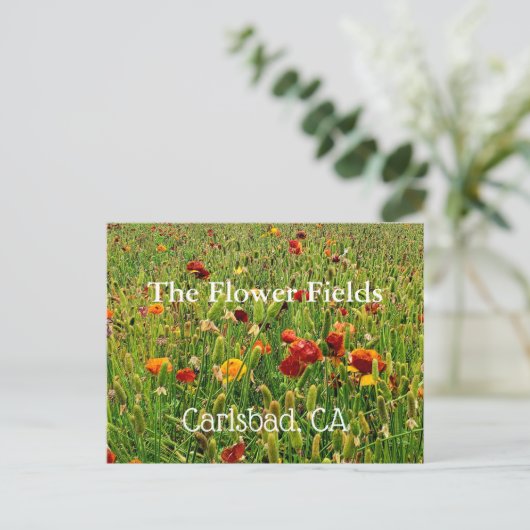 Briefkaarten van The Flower Fields in Carlsbad, Ca (Staand voorkant)