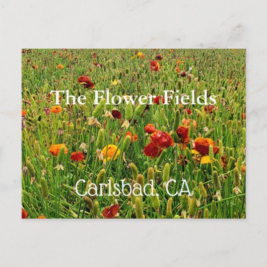 Briefkaarten van The Flower Fields in Carlsbad, Ca (Voorkant)