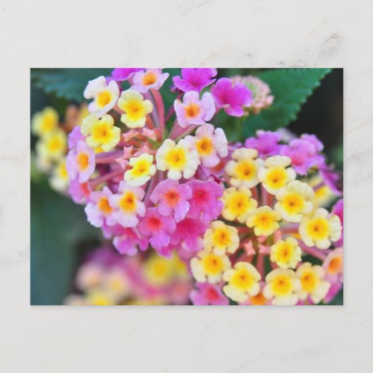 Briefkaarten van Tropische bloemen (Voorkant)