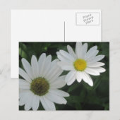 Briefkaarten van White Daisies (Voorkant / Achterkant)