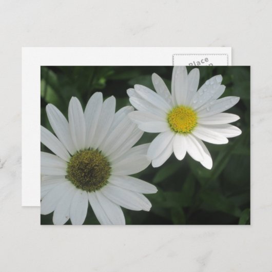 Briefkaarten van White Daisies (Voorkant / Achterkant)