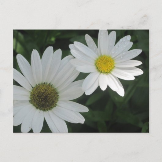 Briefkaarten van White Daisies (Voorkant)