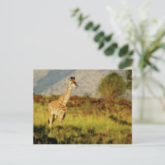 briefkaarten van wilde baby (Staand voorkant)