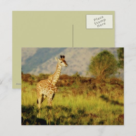 briefkaarten van wilde baby (Voorkant / Achterkant)