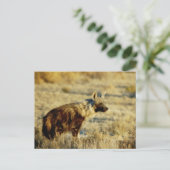Briefkaarten van wilde fauna uit bruine hyena (Staand voorkant)