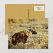 Briefkaarten van wilde fauna uit bruine hyena (Voorkant / Achterkant)