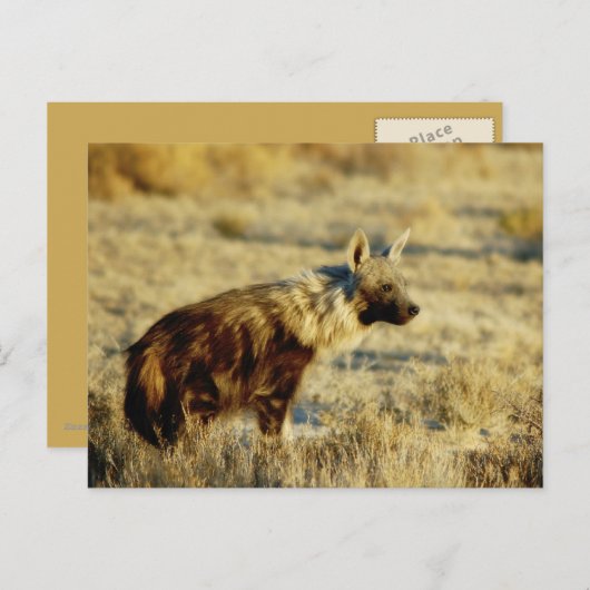 Briefkaarten van wilde fauna uit bruine hyena (Voorkant / Achterkant)