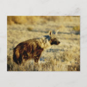 Briefkaarten van wilde fauna uit bruine hyena (Voorkant)