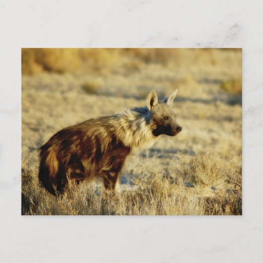 Briefkaarten van wilde fauna uit bruine hyena (Voorkant)