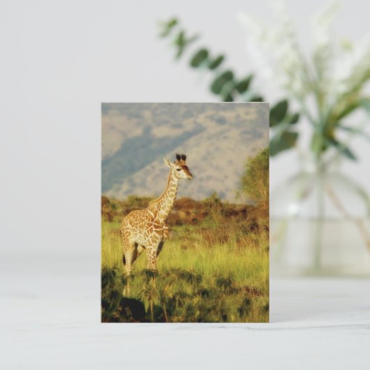 briefkaarten van wilde Giraffes (Staand voorkant)