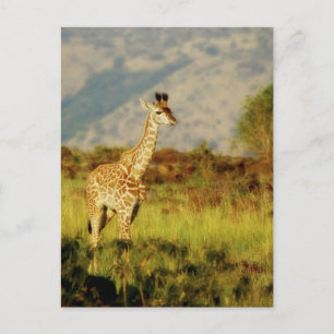 briefkaarten van wilde Giraffes