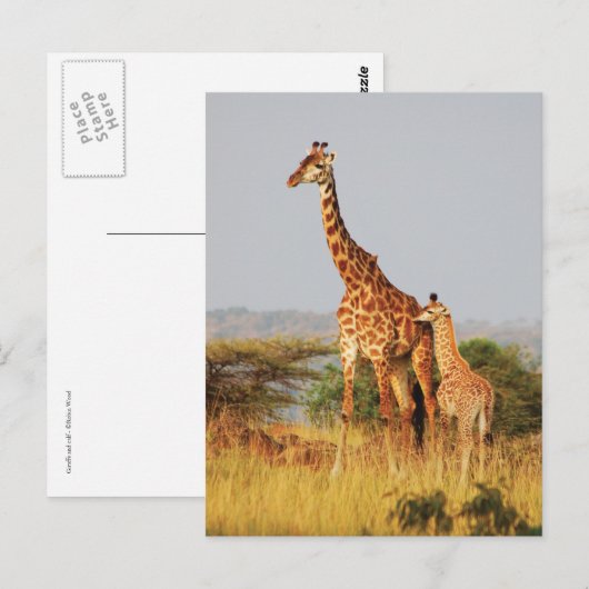 briefkaarten van wilde Giraffes (Voorkant / Achterkant)