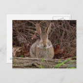 Briefkaarten van wilde konijnen (Voorkant / Achterkant)