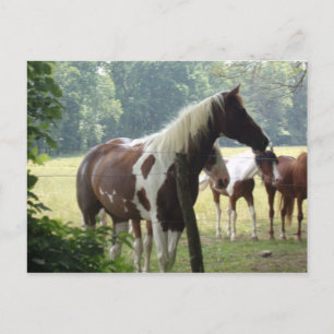 Briefkaarten voor aangepaste paarden