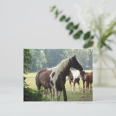 Briefkaarten voor aangepaste paarden (Staand voorkant)