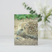 Briefkaarten voor egel-verzorging (Staand voorkant)