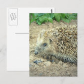 Briefkaarten voor egel-verzorging (Voorkant / Achterkant)