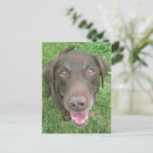 Briefkaarten voor het glimlachen van chocolade Lab (Staand voorkant)