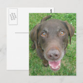 Briefkaarten voor het glimlachen van chocolade Lab (Voorkant / Achterkant)