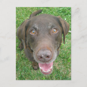 Briefkaarten voor het glimlachen van chocolade Lab