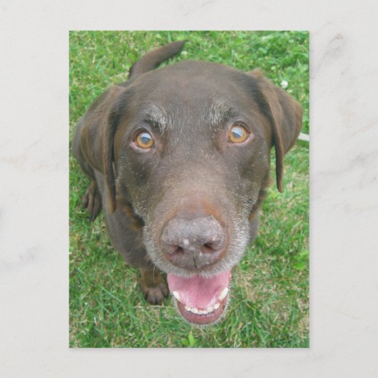 Briefkaarten voor het glimlachen van chocolade Lab (Voorkant)