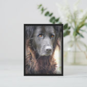 briefkaarten voor het schilderen van honden (Staand voorkant)