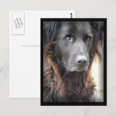 briefkaarten voor het schilderen van honden (Voorkant / Achterkant)