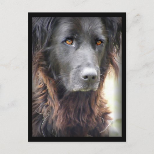 briefkaarten voor het schilderen van honden (Voorkant)