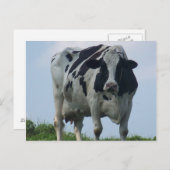 BRIEFKAARTEN VOOR VERMONT DAIRY KOE (Voorkant / Achterkant)