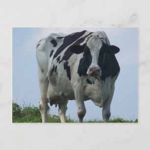BRIEFKAARTEN VOOR VERMONT DAIRY KOE
