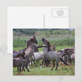 briefkaarten wilde hengleeuwen (Voorkant / Achterkant)