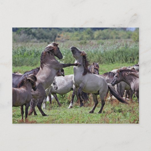 briefkaarten wilde hengleeuwen (Voorkant)