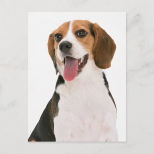 Brievenkaart met Beagle Puppy Briefkaart
