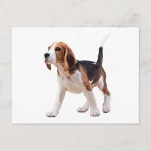 Brievenkaart met Beagle Puppy Briefkaart