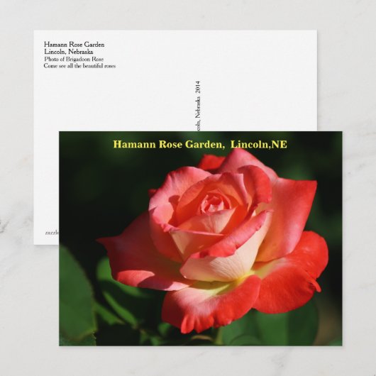 Brigadoon Roos Briefkaart HRG 400 2014 (Voorkant / Achterkant)