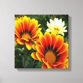 Bright African Daisies Canvas Afdruk