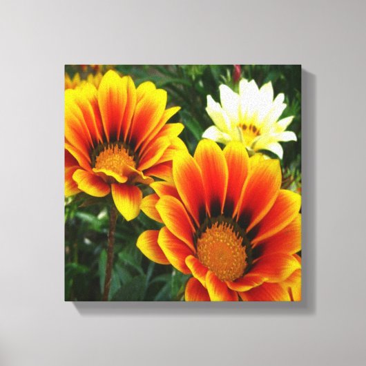 Bright African Daisies Canvas Afdruk (Voorkant)