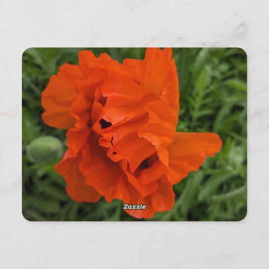 Bright and Cheerful Invitation Kaart (Achterkant)