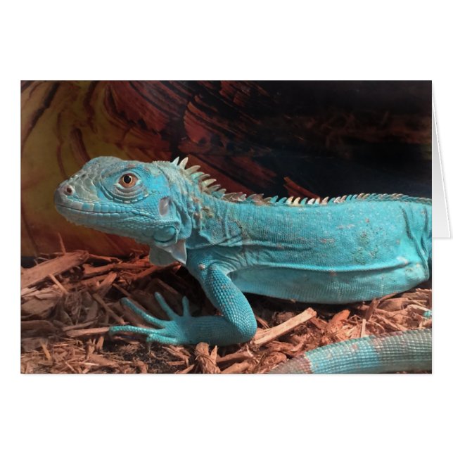 Bright Aqua Blue Iguana (Voorkant Horizontaal)